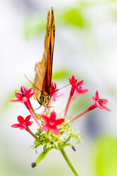 Schmetterling (Dryas julia), Nahaufnahme - FOF00272