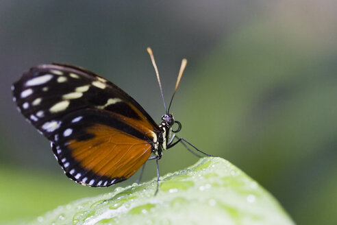 Heliconius ismenius auf Blatt, Nahaufnahme - FOF00271