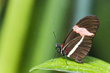 Postman butterfly (Heliconius erato), on leaf - FOF00270