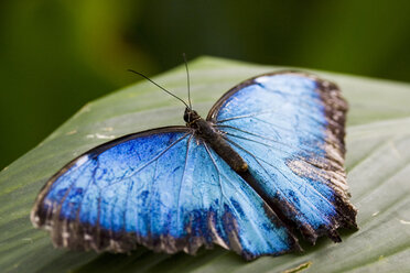 Morpho Peleides on Leaf, close-up - FOF00259