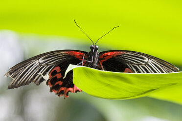 Papilio Rumanzovia Schmetterling auf Blatt, Nahaufnahme - FOF00258