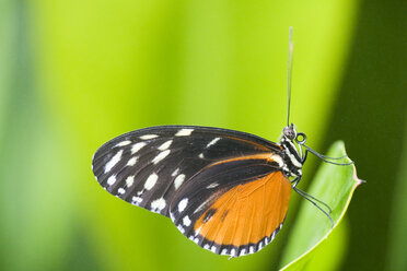 Heliconius ismenius on leaf, close-up - FOF00253