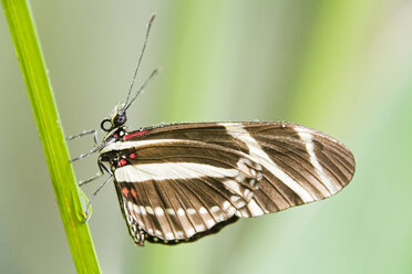 Zebra Longwing, close-up - FOF00252