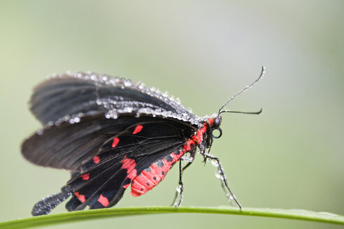 Pachliopta kotzebuea Schmetterling auf einem Grashalm ruhend, Nahaufnahme - FOF00251