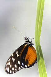 Heliconius ismenius on leaf, close-up - FOF00249