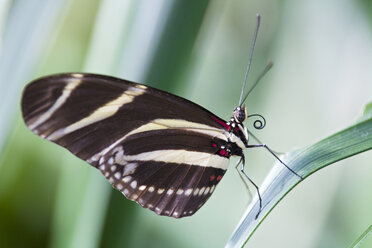 Zebra Longwing Butterfly, (Heliconius charitonius), perched on a leaf, close-up - FOF00240