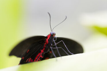 Pachliopta kotzebuea Schmetterling, Nahaufnahme - FOF00238