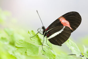 Briefträgerfalter (Heliconius erato), auf Blatt - FOF00234