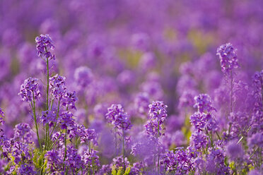 Deutschland, Bayern, Sonnenröschen, Hesperis matronalis, Nahaufnahme - FOF00212