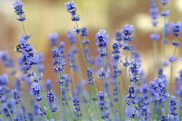 Lavender, close-up - ASF03347