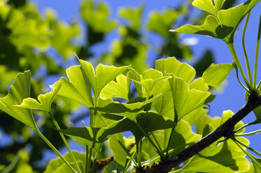 Ginko-Zweig, Nahaufnahme - ASF03344