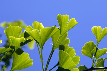 Ginko-Zweig, Nahaufnahme - ASF03343