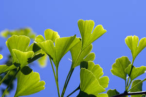 Ginko-Zweig, Nahaufnahme - ASF03343