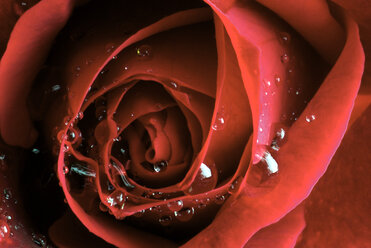 Red rose, full frame - TCF00342