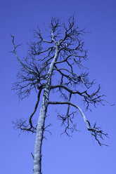 Deutschland, Bayern, Toter Baum - TC00259