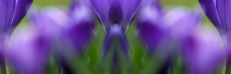 Crocusses, close-up - SM00155