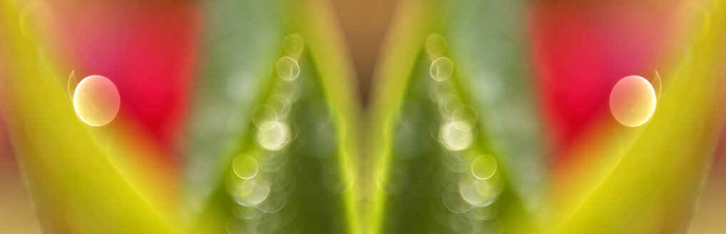 Tulip, close-up - SM00154