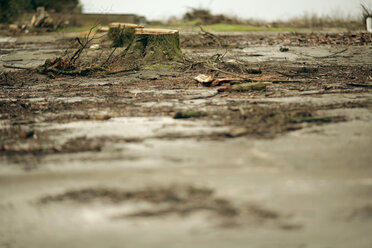 Felled trees and puddles - MF00315