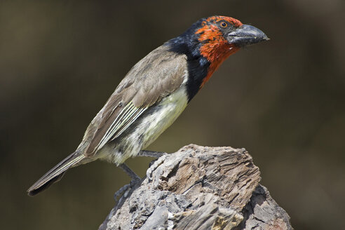 Halsband-Bartvogel, Nahaufnahme - FOF00380