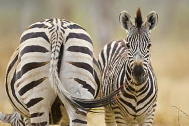 Steppenzebras, Equus burchelli - FOF00375