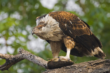 Schreiseeadler, Nahaufnahme - FOF00373