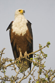 African Fish Eagle, close-up - FOF00372