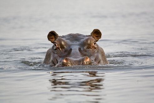 Nilpferd im Wasser, Nahaufnahme - FOF00348