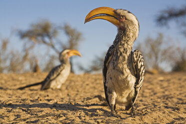 Östlicher Gelbschnabel-Hornvogel, Nahaufnahme - FOF00335