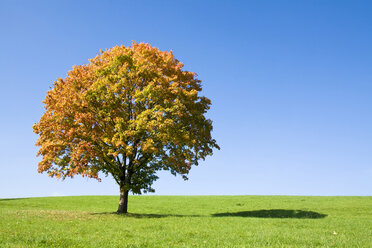 Germany, Bavaria, autumnal maple tree - FOF00317