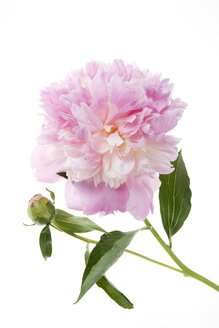 Peony, close-up - GWF00500