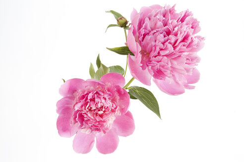 Peonies, close-up - GWF00498