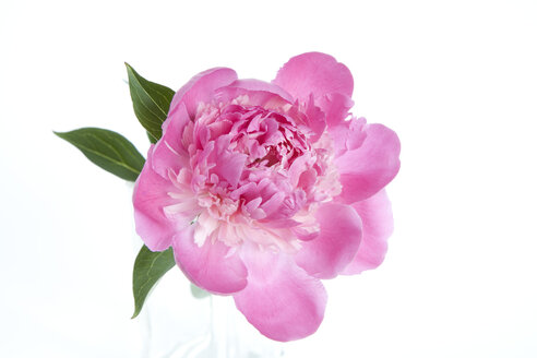 Peony, close-up - GWF00495