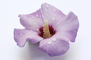 Hibiskusblüte, Nahaufnahme - ASF03480