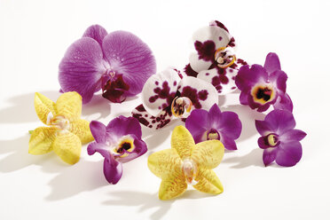 Orchideenblüten (Orchidaceae), Nahaufnahme - 07026CS-U