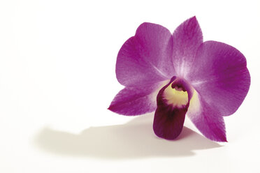 Orchideenblüte (Orchidaceae), Nahaufnahme - 07025CS-U