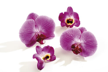 Vier Orchideenblüten (Orchidaceae), Nahaufnahme - 07022CS-U