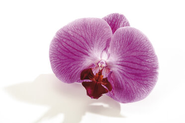 Orchideenblüte (Orchidaceae), Nahaufnahme - 07021CS-U