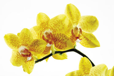 Gelbe Orchidee (Orchidaceae), Nahaufnahme - 07018CS-U