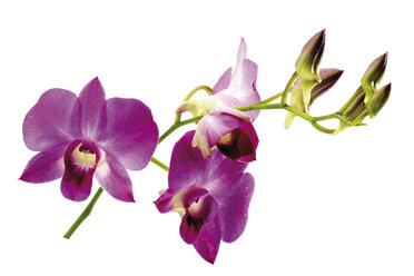 Orchidee (Orchidaceae), Nahaufnahme - 07017CS-U