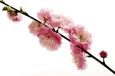 Blüten des Mandelbaums (Prunus triloba), Nahaufnahme - 07012CS-U
