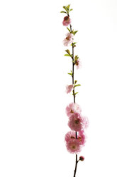 Blüten des Mandelbaums (Prunus triloba), Nahaufnahme - 07011CS-U