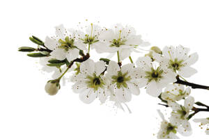 Blüten des Weißdorns (Crataegus), Nahaufnahme - 07007CS-U