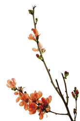 Blüten der blühenden Quitte (Chaenomeles), Nahaufnahme - 07002CS-U