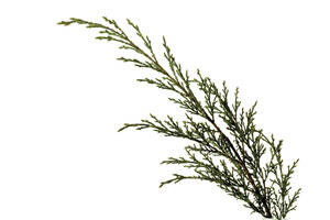 Wacholder (Juniperus), Nahaufnahme - 06985CS-U