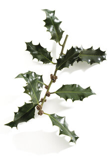 Stechpalmenzweig (Ilex aquifolium), Nahaufnahme - 06981CS-U