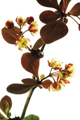 Blüten der Berberitze (Berberis vulgaris), Nahaufnahme - 06973CS-U