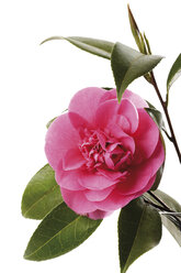 Kamelie (Camellia japonica), Nahaufnahme - 06969CS-U
