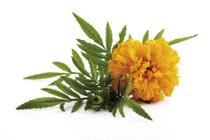 Tagetes, Nahaufnahme - 07053CS-U