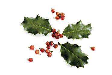 Stechpalmenzweig (Ilex aquifolium), Nahaufnahme - 07039CS-U