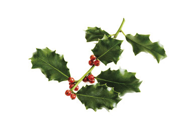 Stechpalmenzweig (Ilex aquifolium), Nahaufnahme - 07038CS-U